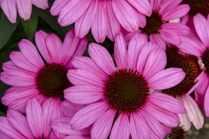 Echinacea 'The Fuchsia is Bright'